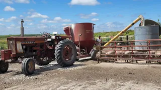 Grinding Feed for Finishing Hogs