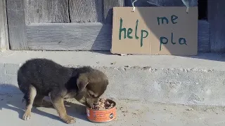 Abandoned puppy shivering in the cold wind alone . A girl rescue it and brought it home