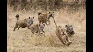 National Geographic   Queens Hyena VS Lion   NatGeo Wild