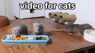 Cat Tv 🐭Rat Video for Cats to Watch🐭Cat Games🐭