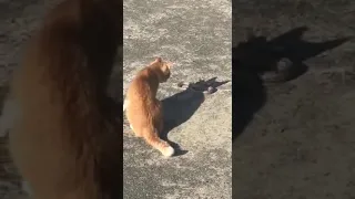 Кот vs змея. Cat vs snake