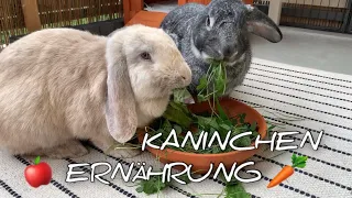 Ernährung von Kaninchen | Stupsnasenbande