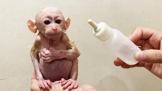 Dad uses milk to seduce baby Bibi to take a clean bath