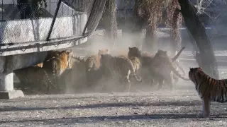 Siberian Tigers Being Fed Live Goat