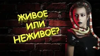 Как отличить живое от неживого?