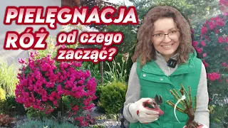 Pielęgnacja róż - od czego zacząć? || Rozaria.pl