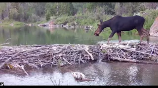 Beaver Dam Cam:  Moose crossing beaver dam and ponds