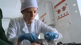 Массовая вакцинация животных от бешенства