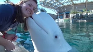 Meet Beluga Trainer Lindsey Nelson!