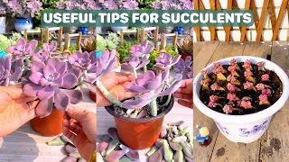 Useful Tips for Succulents | #succulents #suculentas