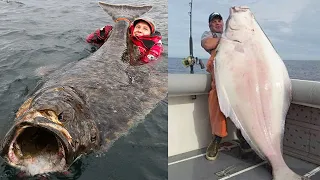 Amazing Giant Halibut Fishing Longline On The Sea - Fastest Halibut Fillet Processing Skills #2