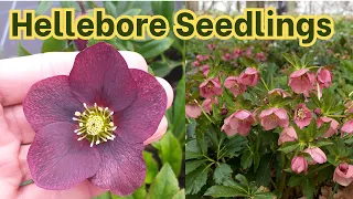 Hellebore Seedlings