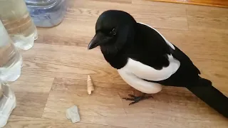 Сорока - ЧОПОЧКА разговаривает.  Magpie CHOPOCHKA talking.