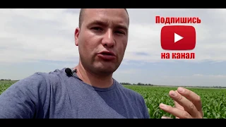 УДАЛЯТЬ ИЛИ НЕ УДАЛЯТЬ ПАСЫНКИ НА КУКУРУЗЕ?