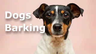 Dogs barking sounds | 1 hour | 🐶🐶🐶🐶🐶🐶🐶🐶