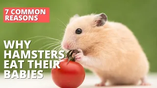 7 Common Reasons Why Do Hamsters Sometimes Eat Their Babies #hamsterfacts