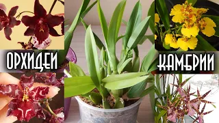 МОИ ОРХИДЕИ КАМБРИИ | Орхидеи камбрии уход и выращивание