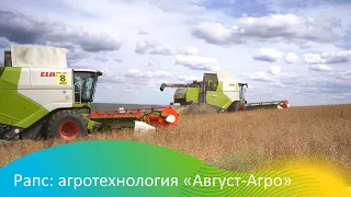 Рапс: агротехнология "Август-Агро"