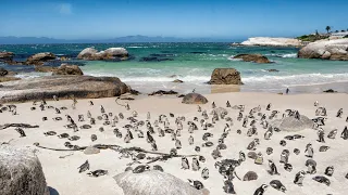 Penguins At Boulders Beach In South Africa