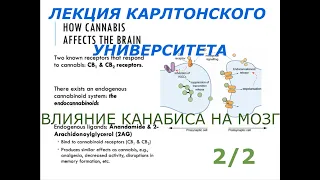 Влияние канабиса на мозг 2/2. Лекция карлтонского университета. Первод и озвучка STAHANOV2000