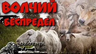 ВОЛКИ снова устроили террор! Ночная засада