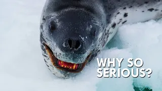 Leopard Seals Are Straight Out Of Your Nightmares