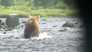 Bear fishing for Salmon