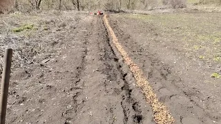 Бизнес на зелени. Сажаю лук севок для выгонки пера