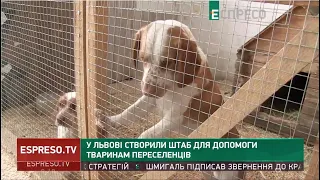 У Львові створили штаб допомоги тваринам переселенців