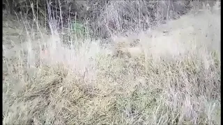 Охота на лису в Крыму!