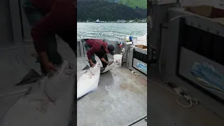 Halibut fishing Alaska close call.  Catching big halibut accident