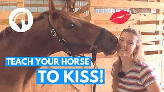 TEACH YOUR HORSE TO KISS! *easy trick training*