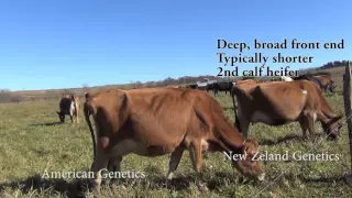 Grass Fed Dairy: American vs New Zealand Genetics