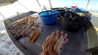 Mayflower Shrimping - Louisiana Shrimping