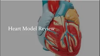 Heart Model Review