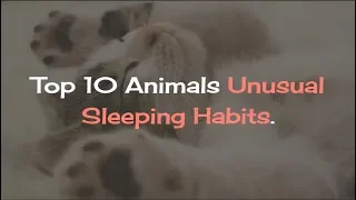 Top 10 Animals Unusual Sleeping Habits