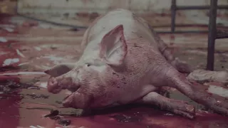 Mexican Slaughterhouses 2017