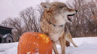 Dakota gets a pumpkin 🎃