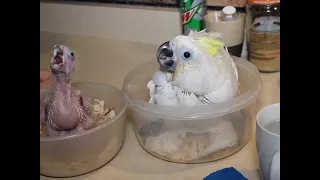Baby Triton Cockatoo - Week 6