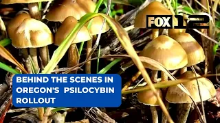 Preparations underway for legal psilocybin rollout