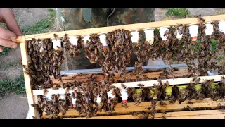 Jak najprościej wyhodować matki pszczele?
