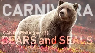 CARNIVORA II - Caniformia (part2) : Bears and seals 🐻