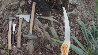Girdling Root Removal - RED MAPLE Tree