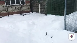 Как голуби переносят морозы