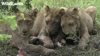 WildEarth - Sunrise  Safari - 27 Feb 2023