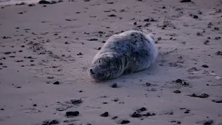 Young Grey Seal