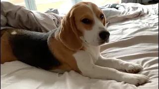 Sleepy beagle doesn't want to get up, even after 9 am