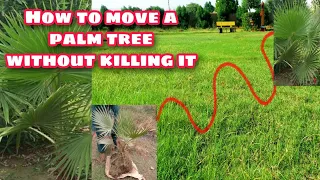 How to move|shift a palm tree without killing it | Gardening and Junk Art