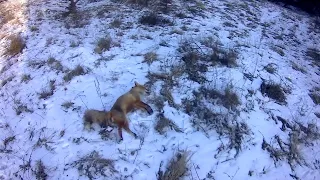 Охота С Гончей!!! Закрытие Прошло Успешно!!!!!