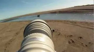 Coastal brown bear fishing - Lake Clark National Park